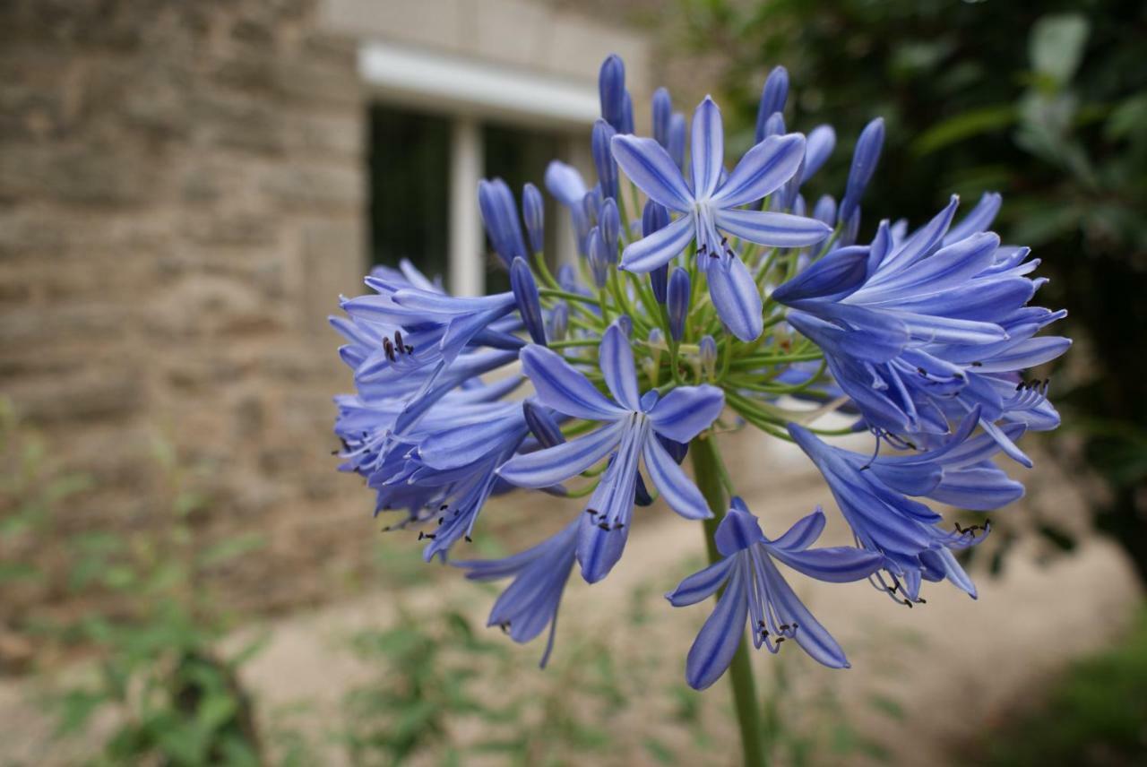 Aux Agapanthes Bed & Breakfast Pluherlin Екстериор снимка